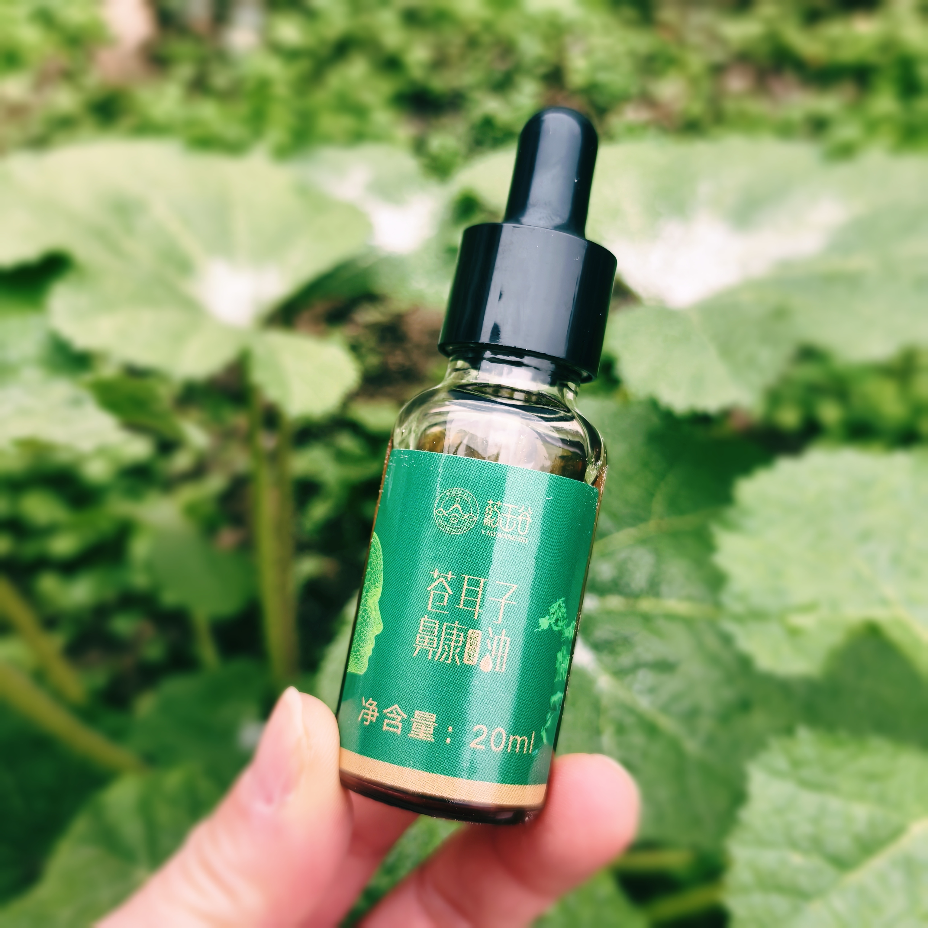 1740011080744590.jpg 苍耳子油 (5).jpg